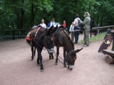 2011- 031.jpg